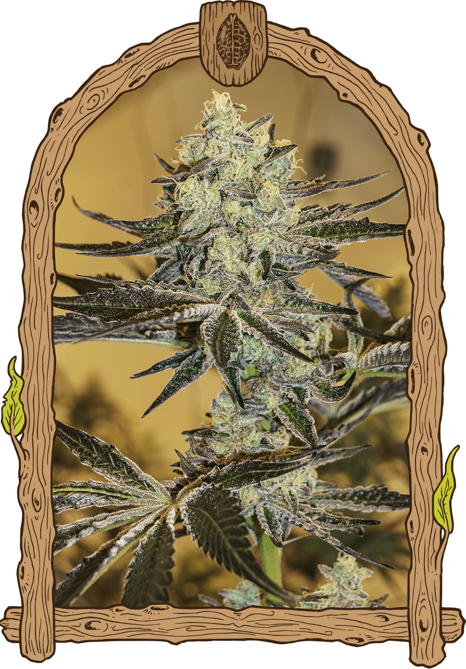 Malasaña Gelato - Cannaseuse - Curated Genetics - Exotic Seed
