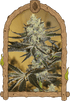 Malasaña Gelato - Cannaseuse - Curated Genetics - Exotic Seed