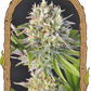 Malawi White Truffle - Cannaseuse - Curated Genetics - Exotic Seed