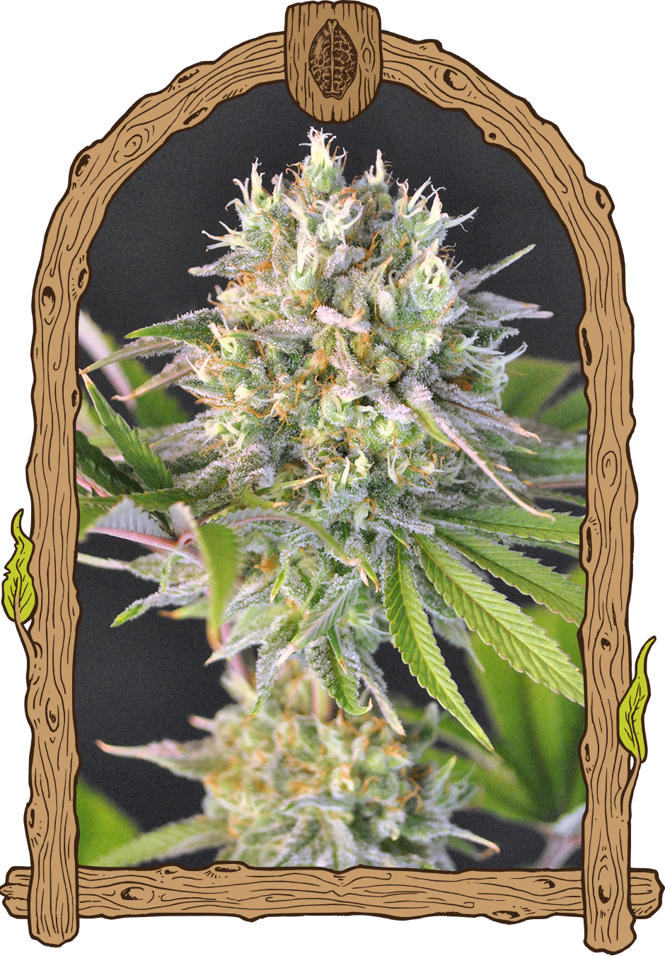 Malawi White Truffle - Cannaseuse - Curated Genetics - Exotic Seed