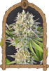 Malawi White Truffle - Cannaseuse - Curated Genetics - Exotic Seed