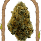 Exotic Seed-Mango Cream