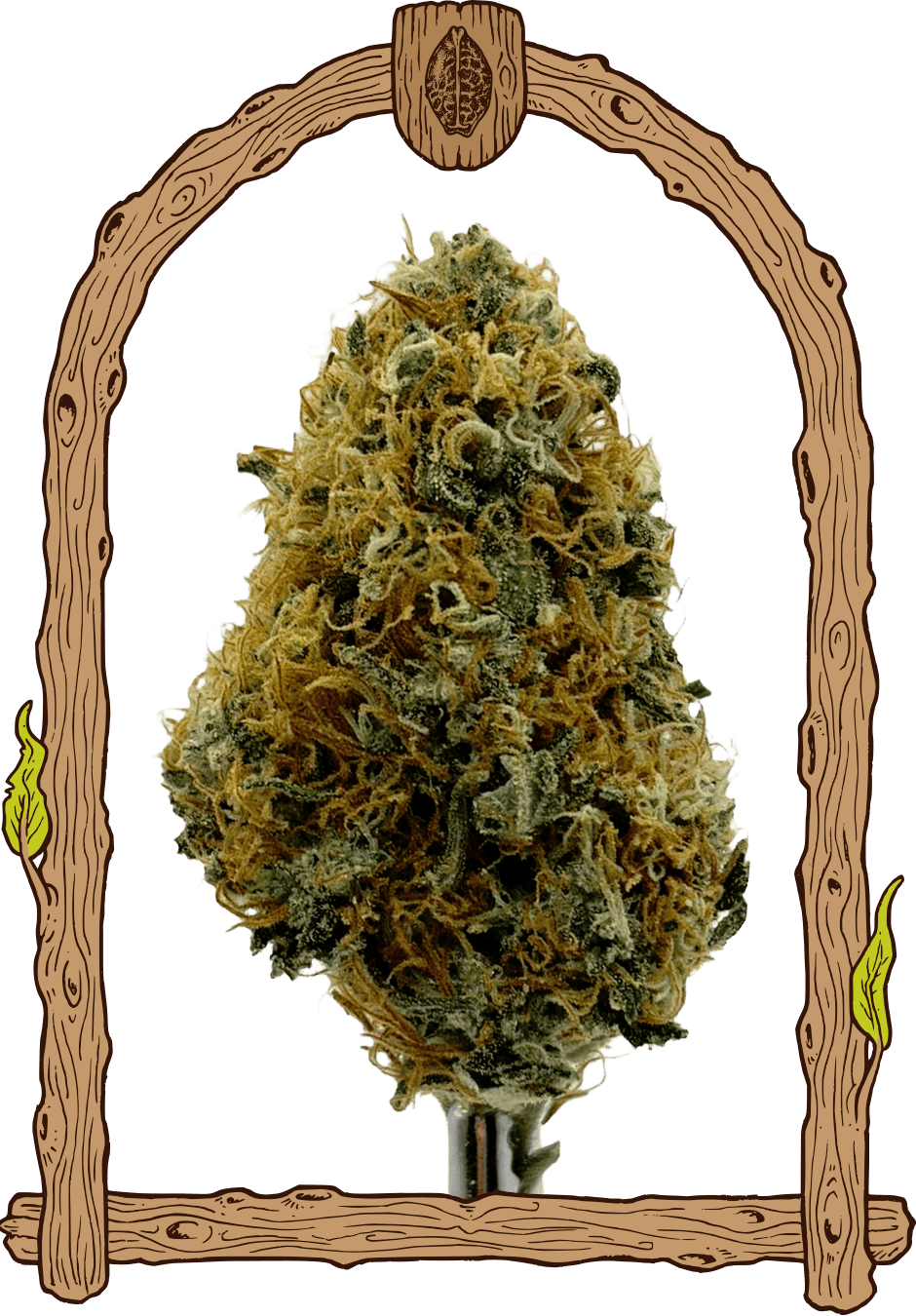 Mango Cream