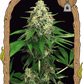 Exotic Seed-Mango Cream