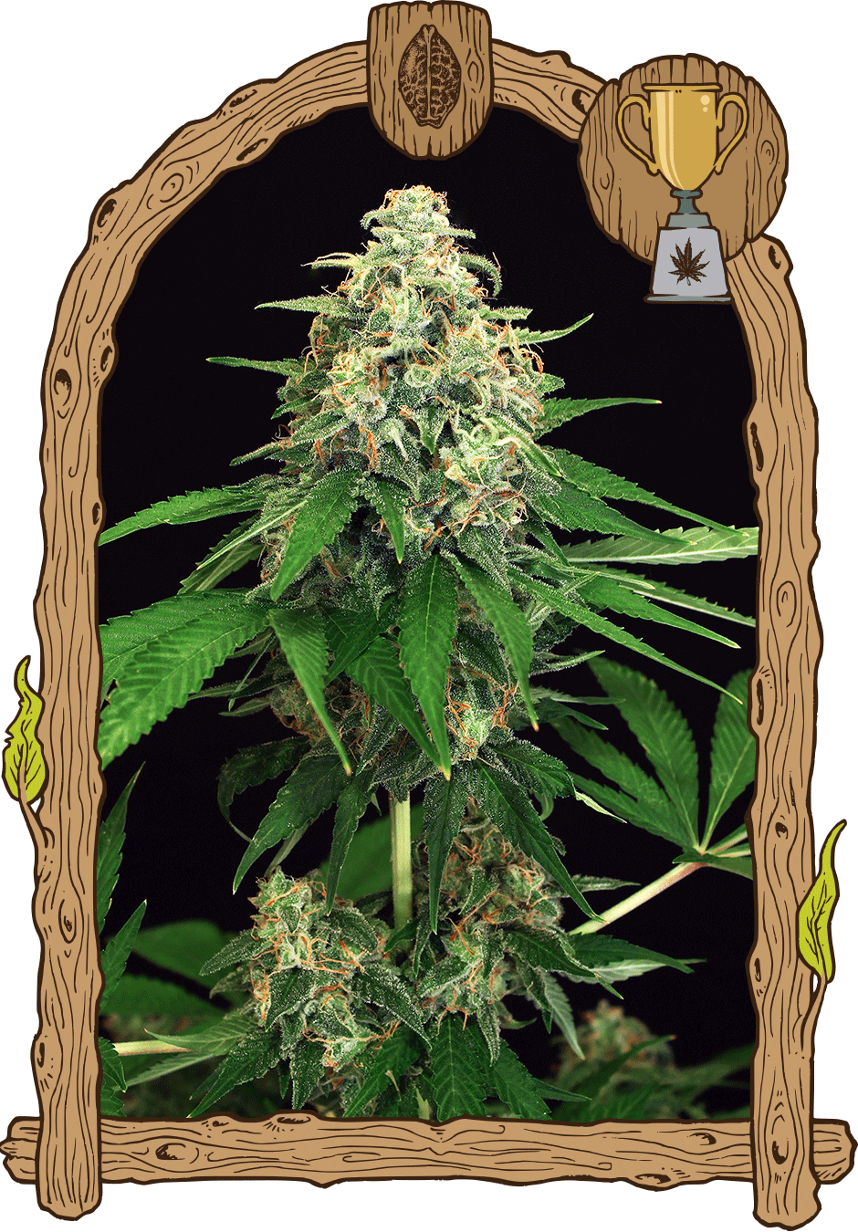 Exotic Seed-Mango Cream