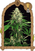 Exotic Seed-Mango Cream