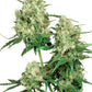 Sensi Seeds-Maple Leaf Indica
