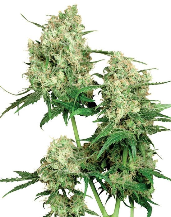 Maple Leaf Indica