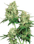 Sensi Seeds-Maple Leaf Indica