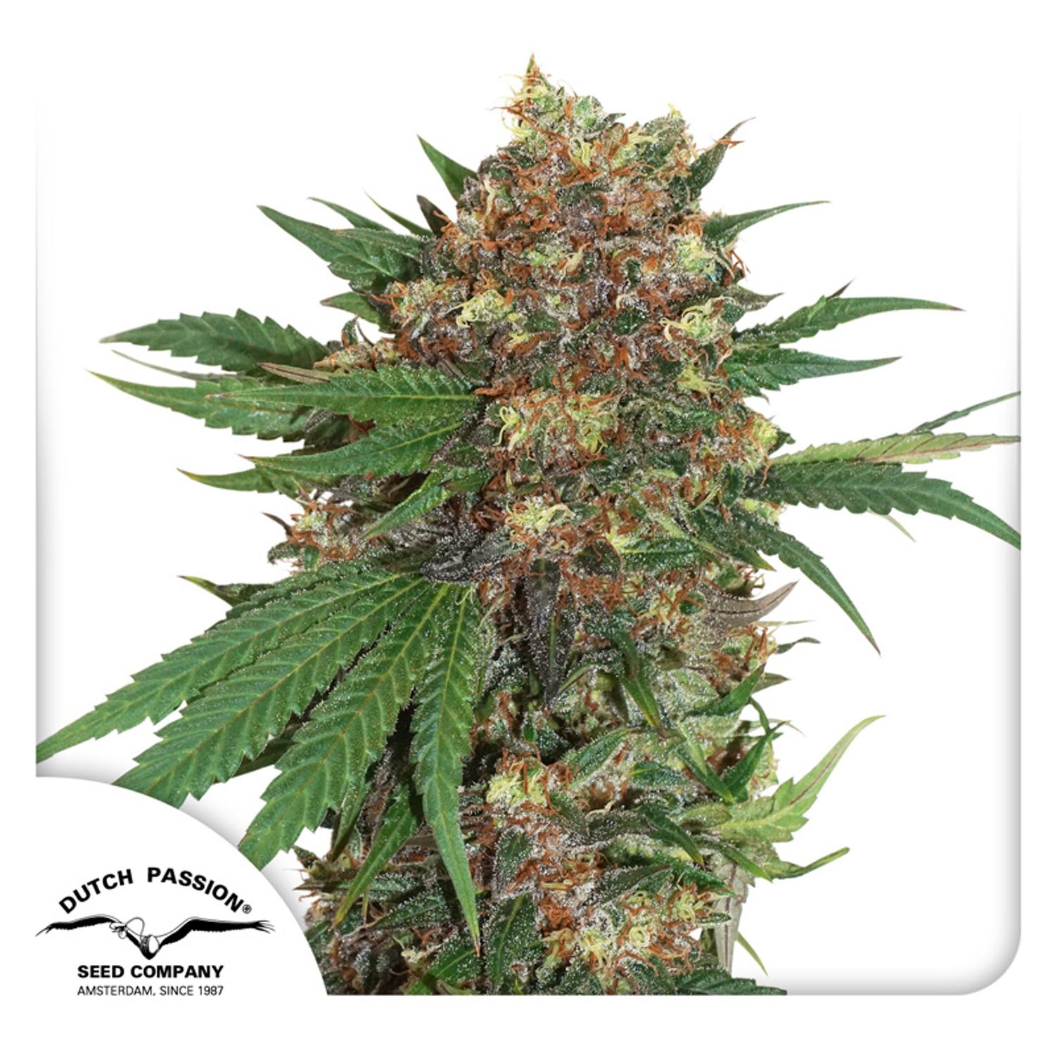 Dutch Passion-Master Kush