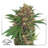 Dutch Passion-Master Kush