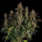 Medusa F1 - Cannaseuse - Curated Genetics - Royal Queen Seeds