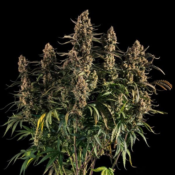 Medusa F1 - Cannaseuse - Curated Genetics - Royal Queen Seeds
