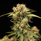 Medusa F1 - Cannaseuse - Curated Genetics - Royal Queen Seeds