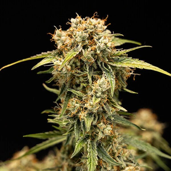 Medusa F1 - Cannaseuse - Curated Genetics - Royal Queen Seeds