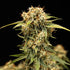 Medusa F1 - Cannaseuse - Curated Genetics - Royal Queen Seeds