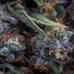 Medusa F1 - Cannaseuse - Curated Genetics - Royal Queen Seeds