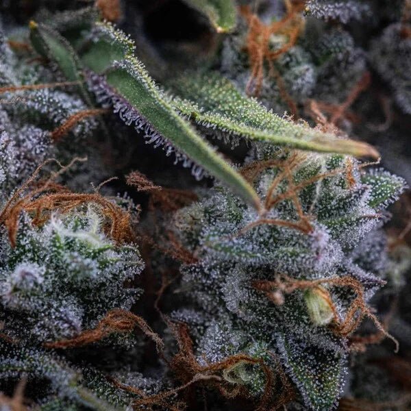Medusa F1 - Cannaseuse - Curated Genetics - Royal Queen Seeds