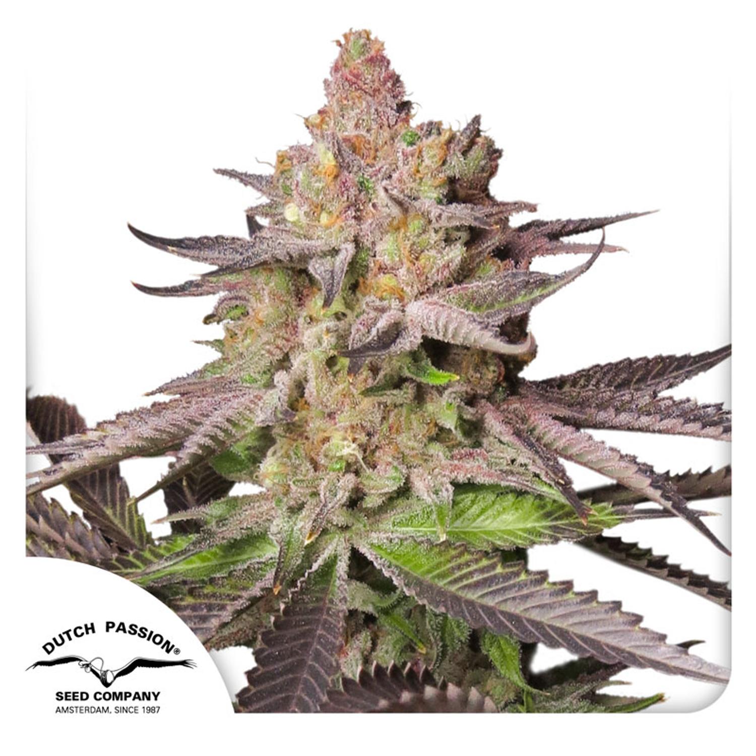 Dutch Passion-Melonade Runtz