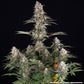 Mendo Breath - Cannaseuse - Curated Genetics - Barney's Farm