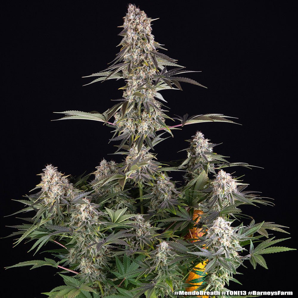 Mendo Breath - Cannaseuse - Curated Genetics - Barney's Farm