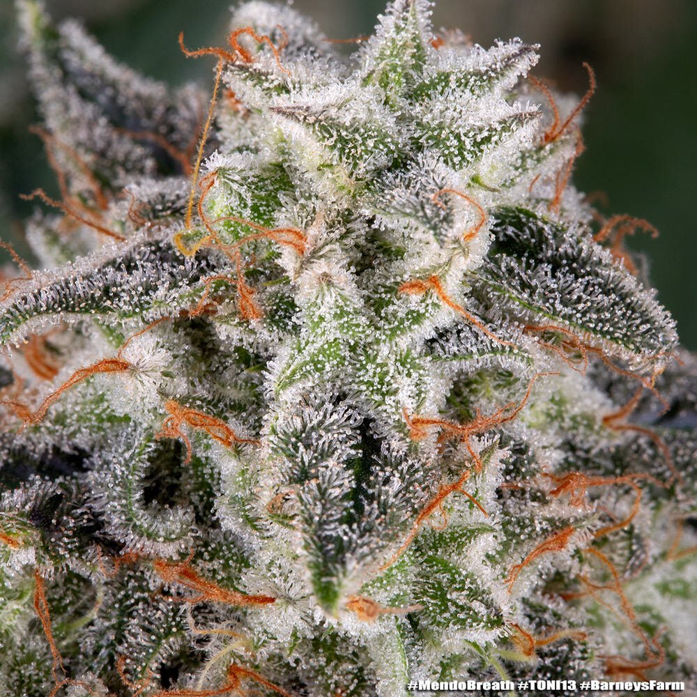 Mendo Breath - Cannaseuse - Curated Genetics - Barney's Farm