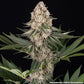 Mendo Breath - Cannaseuse - Curated Genetics - Barney's Farm