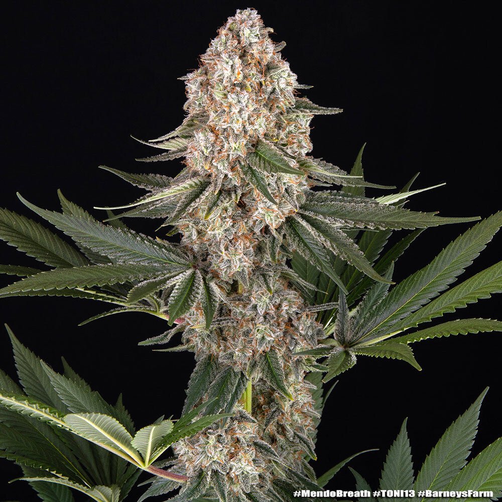 Mendo Breath - Cannaseuse - Curated Genetics - Barney's Farm