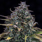Mephisto Genetics-Gold Glue