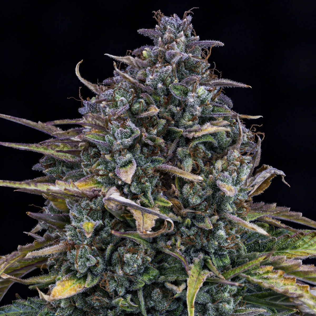 Mephisto Genetics-Gold Glue