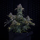 Mephisto Genetics-Gold Glue
