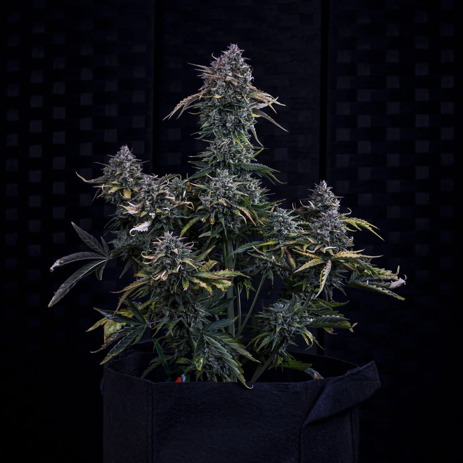 Mephisto Genetics-Gold Glue