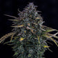 Mephisto Genetics-Gold Glue