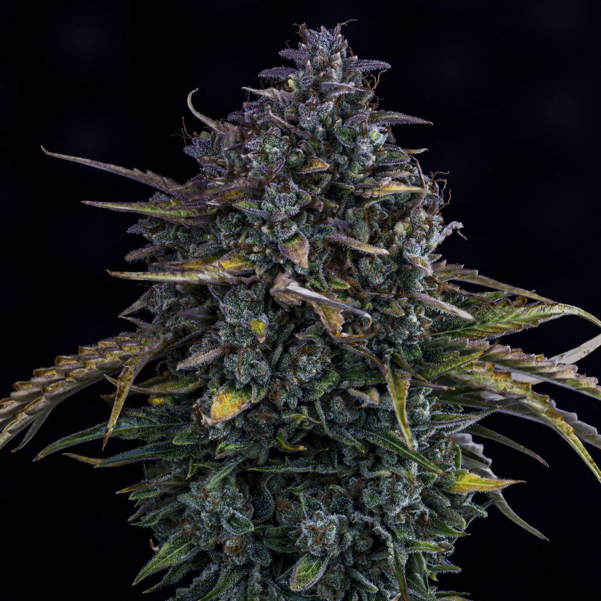 Mephisto Genetics-Gold Glue