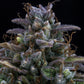 Mephisto Genetics-Gold Glue