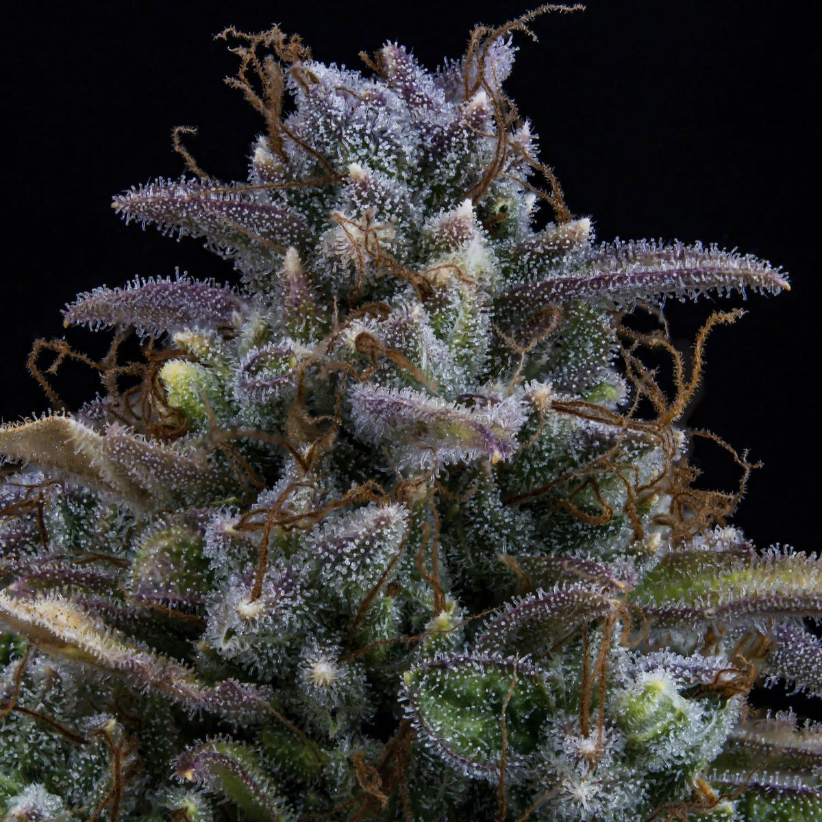 Mephisto Genetics-Gold Glue