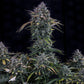 Mephisto Genetics-Gold Glue