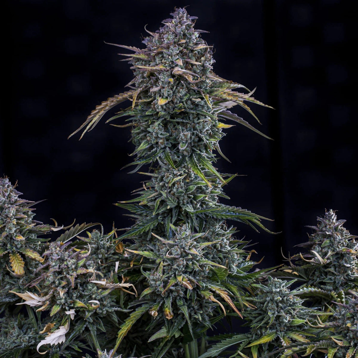Mephisto Genetics-Gold Glue