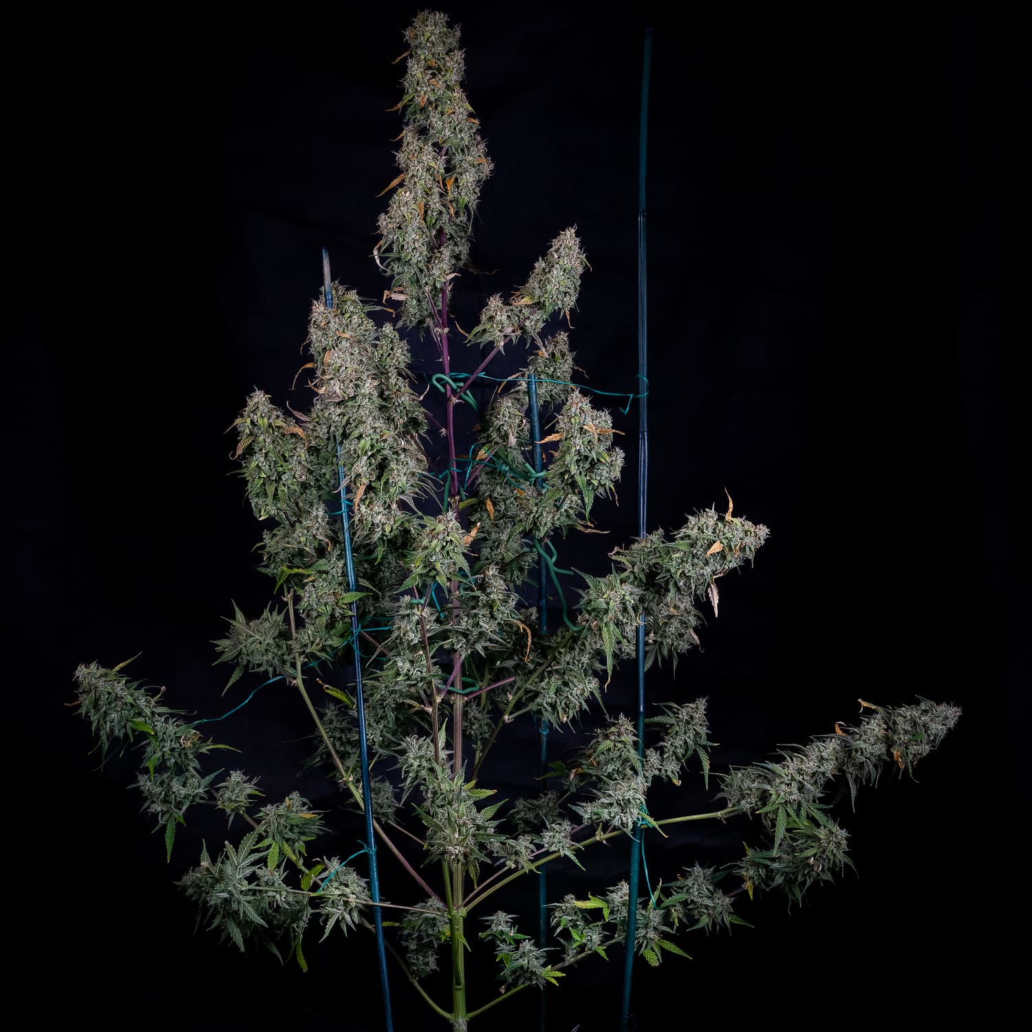 Mephisto Genetics-ManBearAlienPig