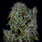 Mephisto Genetics-ManBearAlienPig