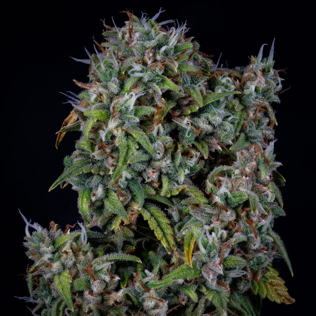 Mephisto Genetics-ManBearAlienPig