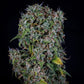 Mephisto Genetics-ManBearAlienPig