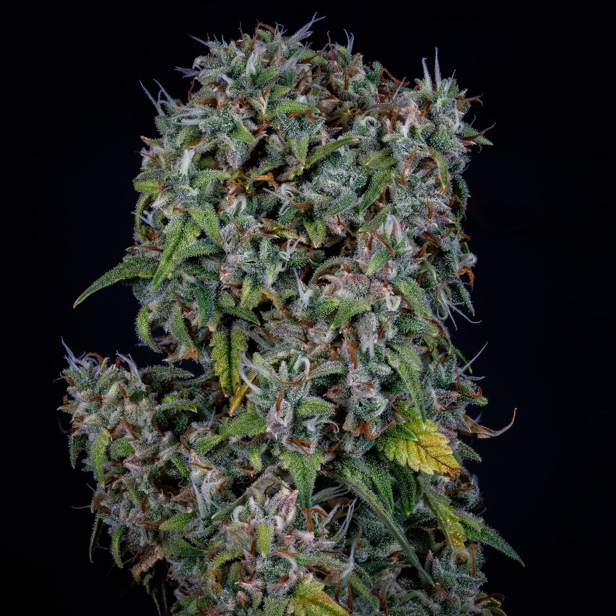 Mephisto Genetics-ManBearAlienPig