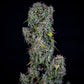 Mephisto Genetics-ManBearAlienPig