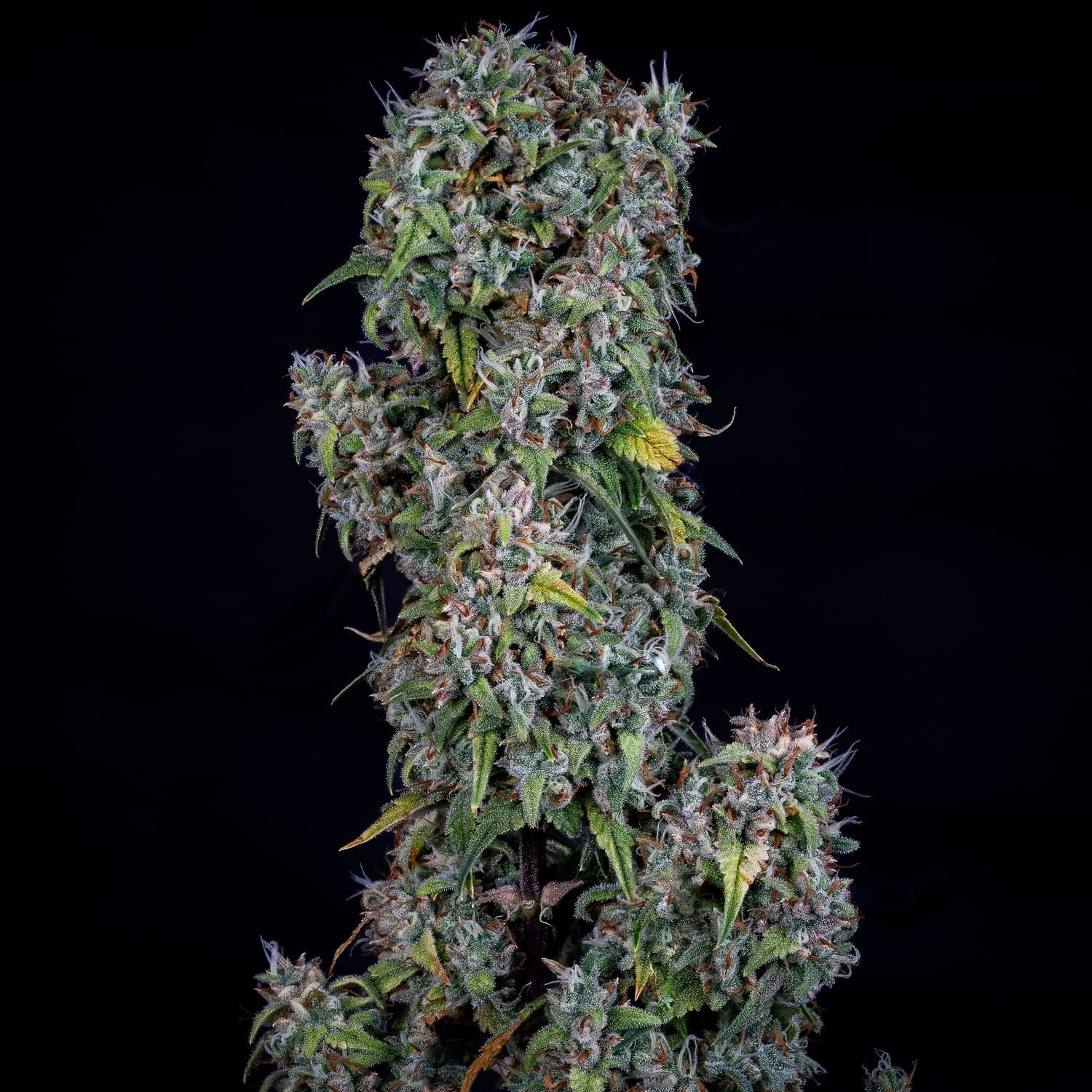 Mephisto Genetics-ManBearAlienPig