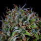 Mephisto Genetics-ManBearAlienPig