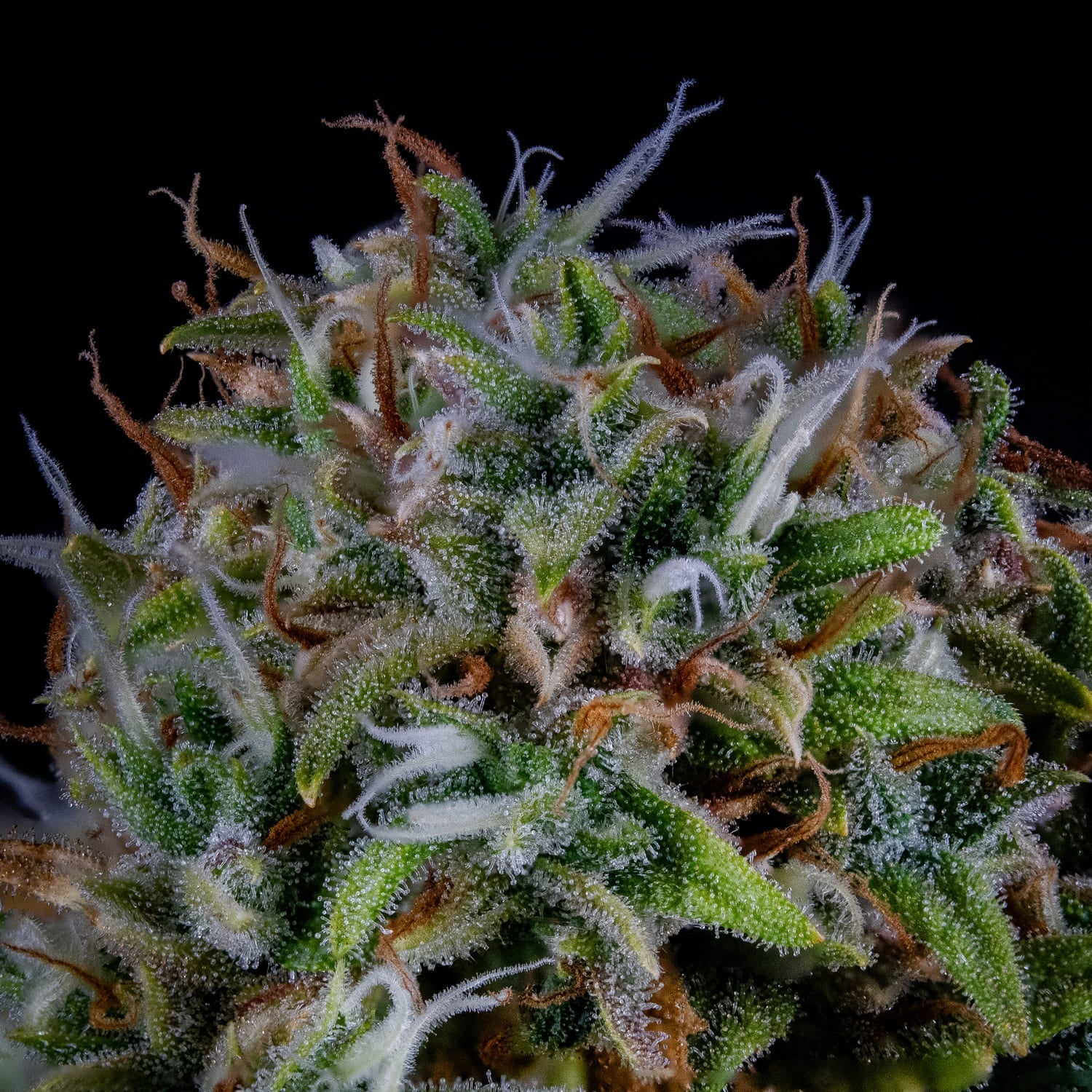 Mephisto Genetics-ManBearAlienPig