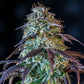 Mephisto Genetics-Mephisto's Wedding