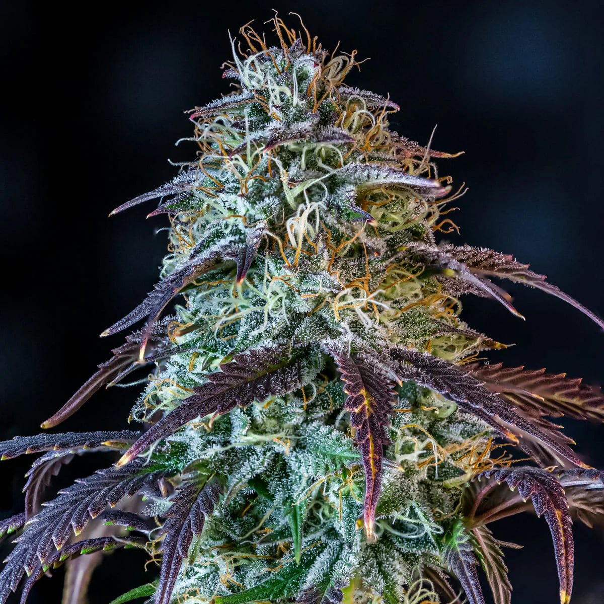 Mephisto Genetics-Mephisto's Wedding