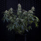 Mephisto Genetics-Toofless Alien
